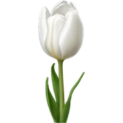 white tulip sticker