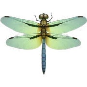 Dragonfly  sticker