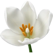 White tulips  sticker