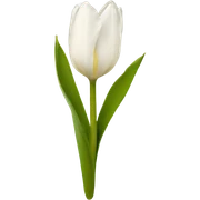 Tulipan blanco sticker