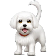 white maltese playful sticker