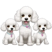 three-white-toy-poodles sticker
