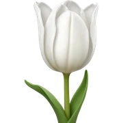 White tulip sticker