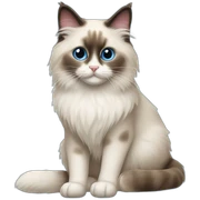 Ragdoll cat sticker