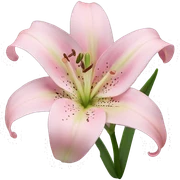 light pink lilium sticker