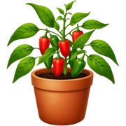 Potted green pepper plant with small red peppers growing on it sticker