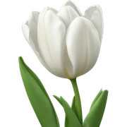 White Tulips sticker