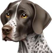 german short hair pointer sticker