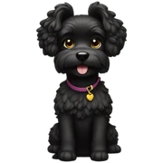 caniche negro sticker