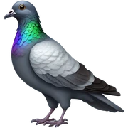 Pigeon sticker