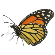 Nature sticker