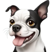 Boston terrier sticker