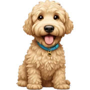 Golden doodle sticker