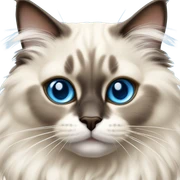 Ragdoll cat  sticker