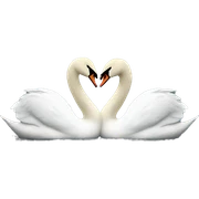 2 swans making a heart sticker