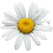 White daisy sticker