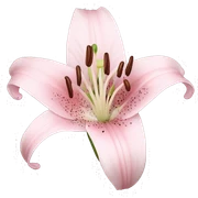 light pink lilium sticker