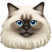 Sleeping himalayan ragdoll cat with full dark face and dark feet sticker