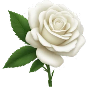 white-rose-flower sticker