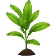 Planta sticker