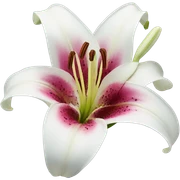 Lily flower sticker