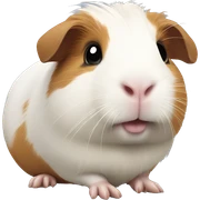 Guinea pig sticker