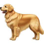 Golden retriever standing sticker