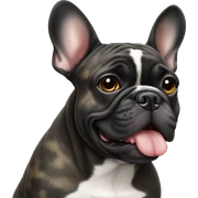 french bulldog, black brindle  sticker