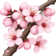 Cherry Blossom in Japan  sticker
