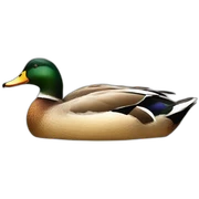 a duck on a duck sticker