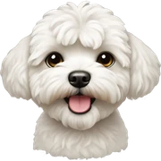 white maltipoo sticker