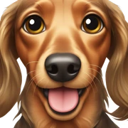 Long haired dachshund  sticker