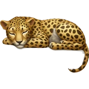Leopard sleeps sticker