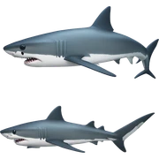 shark biki sticker