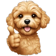 golden maltipoo hand - thumb up sticker