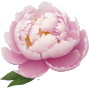 Peonies sticker
