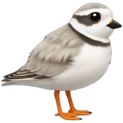 Piping plover cute fluffy sticker