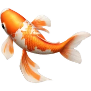Koi fish sticker