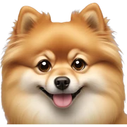 Pomeranian sticker