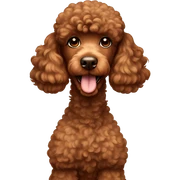 Brown poodle sticker