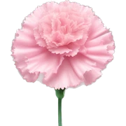 Carnation "A pastel pink carnation with frilled, glowing edges, surrounded by tiny glittering particles and a soft, dreamy aura." sticker
