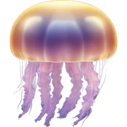 moon jellyfish sticker