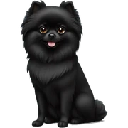 Black pomeranian sticker