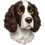 Springer spaniel sticker