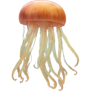Jellyfish Jones sticker