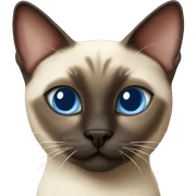 Siamese cat shows heart sticker