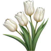 White tulips sticker
