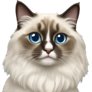 Ragdoll cat sticker
