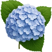 Hydrangea  sticker