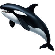 Orca  sticker